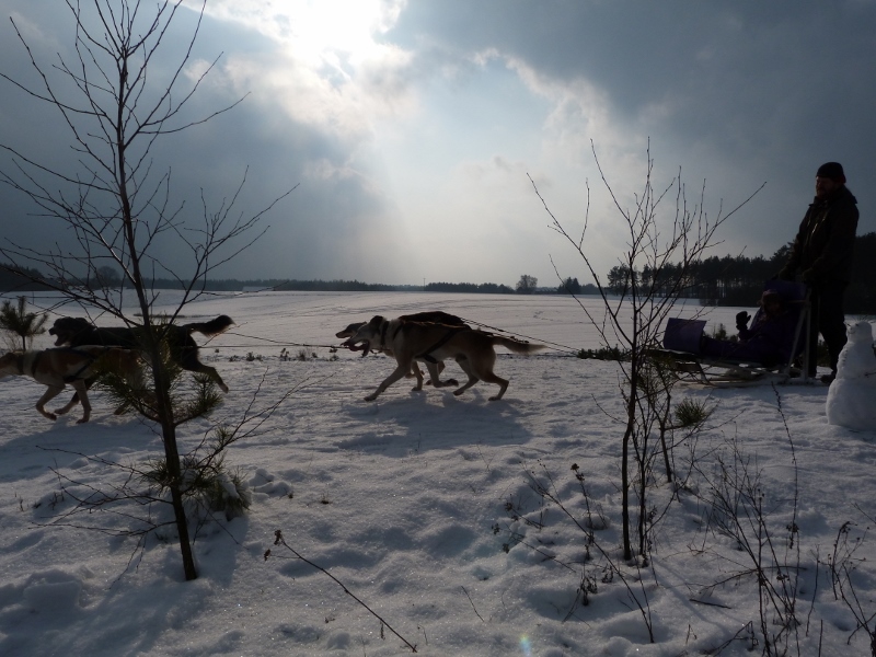 Zimowiska w Polsce w ostoi wilka